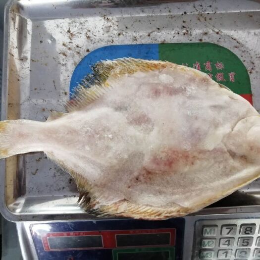 珲春市黄尾鲽鱼 鲽鱼
