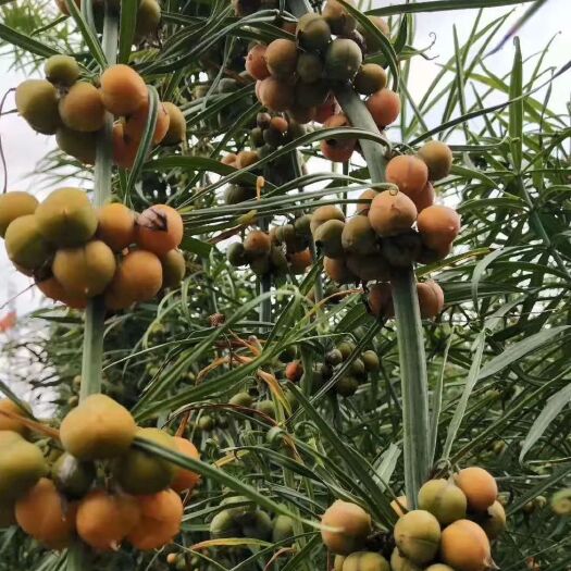 昆明黄精种苗 滇黄精大货小苗供应