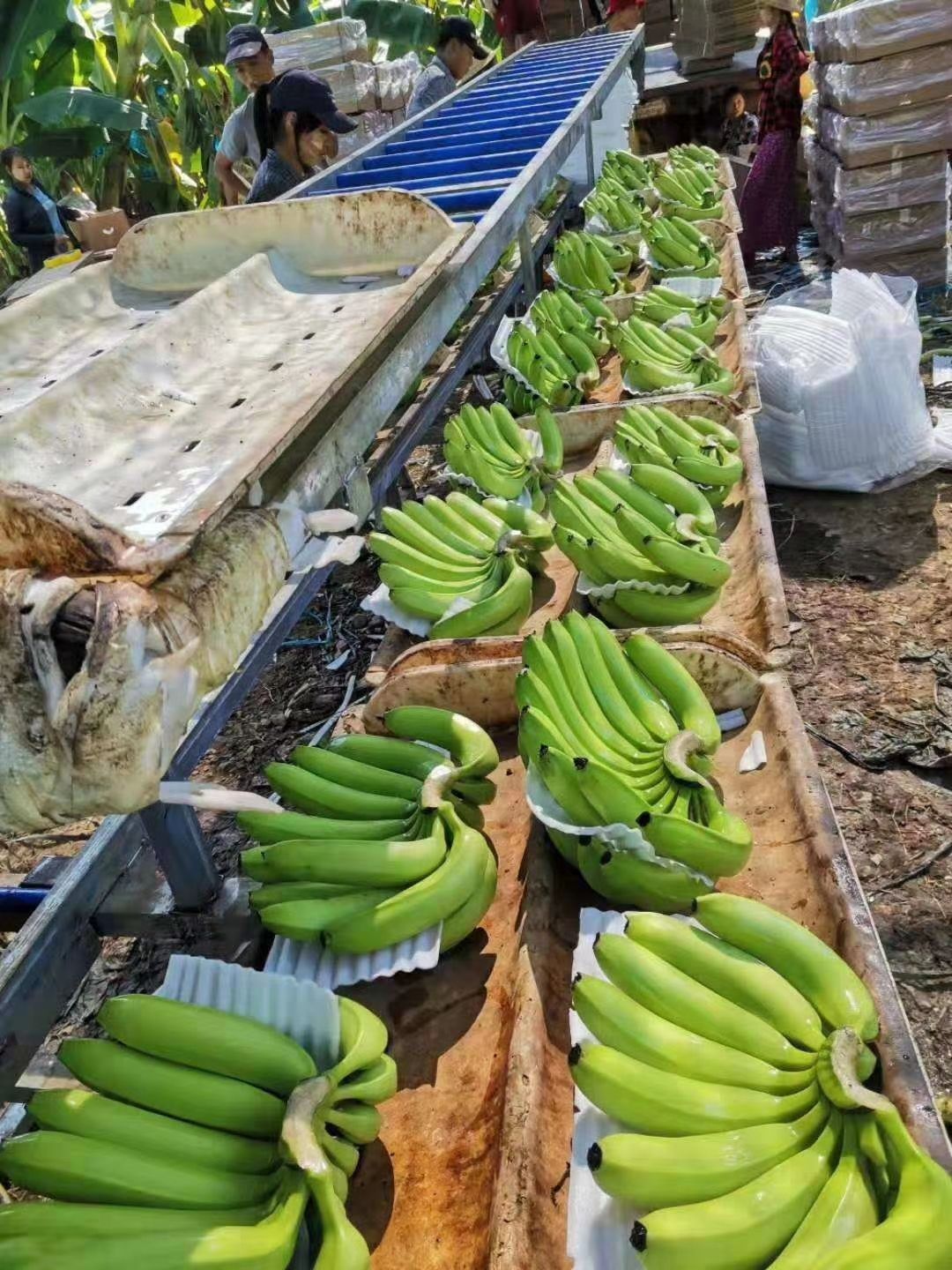 2021缅甸香蕉图片