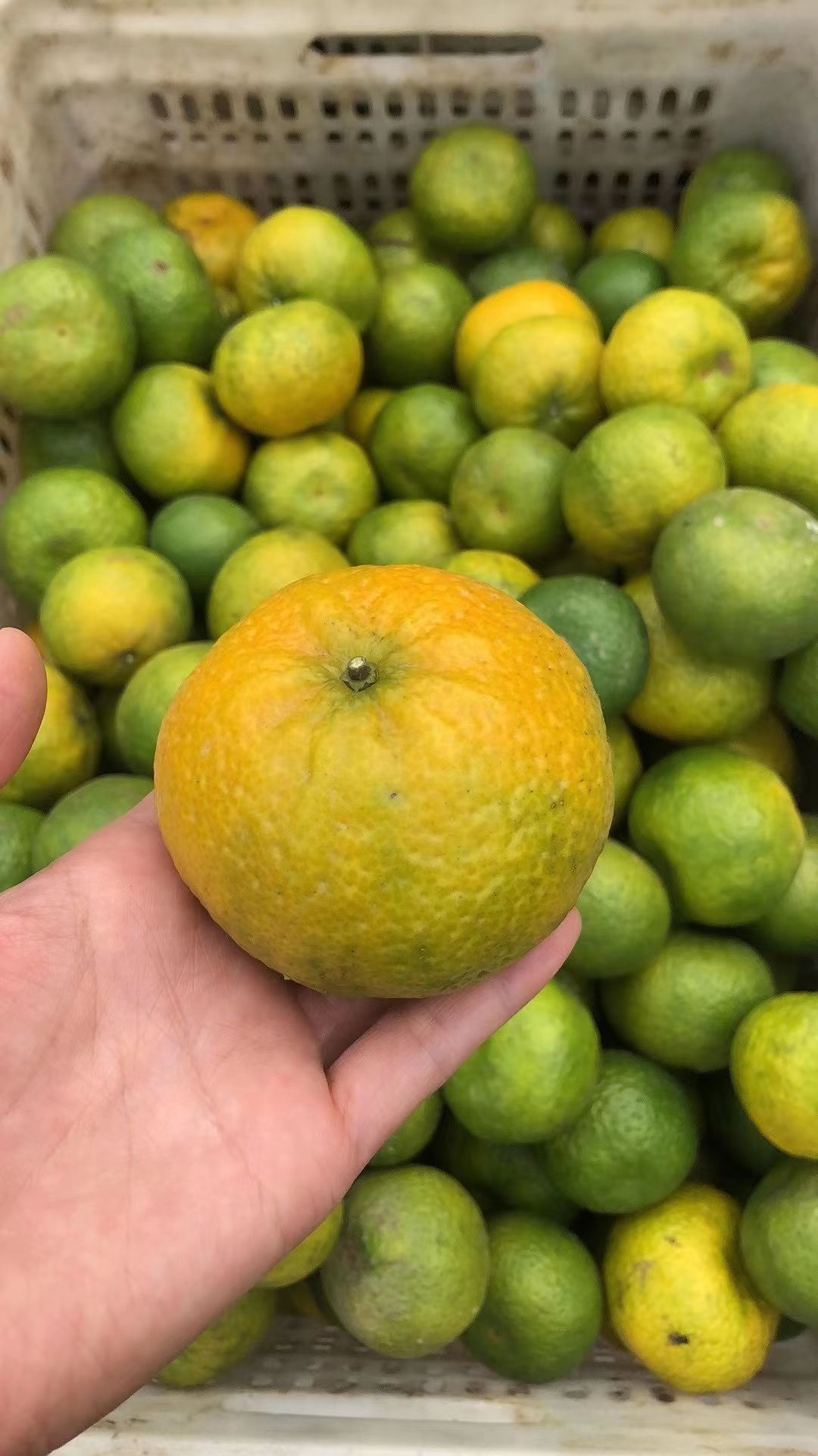 新会陈皮 只卖新会本地陈皮