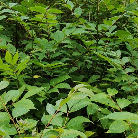 利川市黄柏种苗  黄柏，供应黄柏苗，湖北利川黄柏苗，