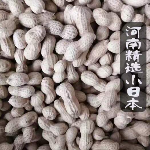 浚县珍珠花生  善堂小日本 别看身材小 销量好