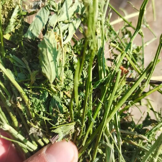 固原苜蓿草 