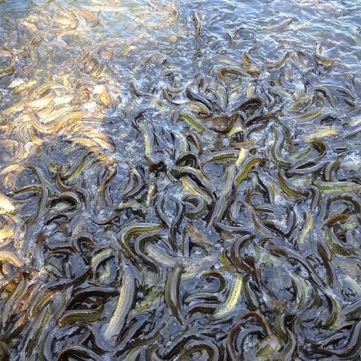 自贡 泥鳅苗，规格100尾到200尾