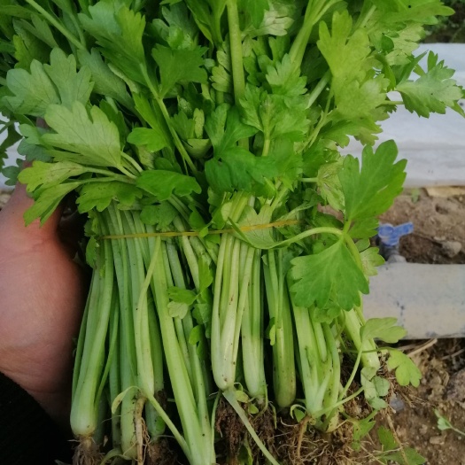 惠民县大量出售头茬法国皇后芹菜苗