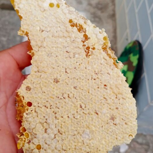 永善县枇杷蜜  中蜂枇杷花蜜