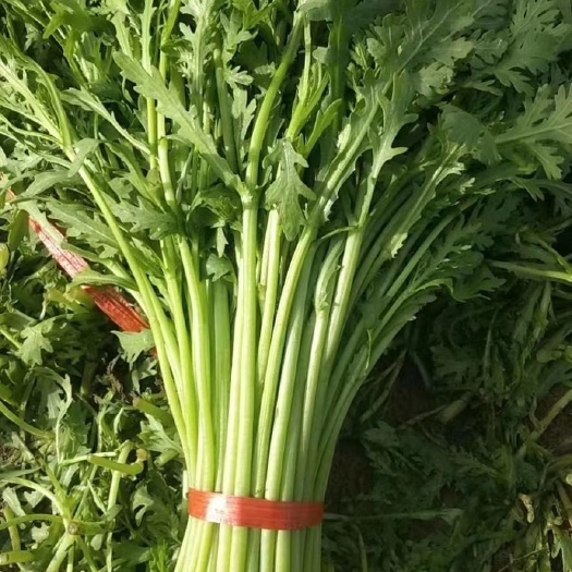 潍坊小叶茼蒿 山东潍坊茼蒿菜大量供应，产地直销，价格便宜。