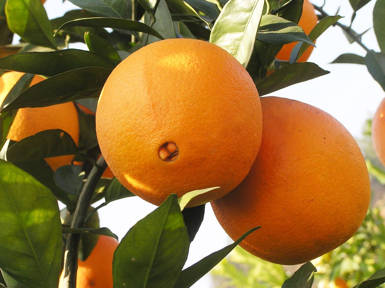 纽荷尔脐橙 地头通货 