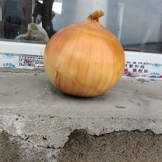 齐齐哈尔黄皮洋葱 黄洋葱
