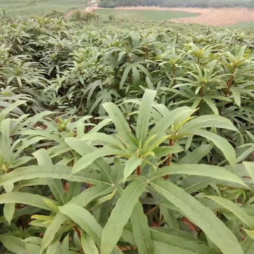 南宁五指毛桃三年龄，一颗根部以下约3斤左右