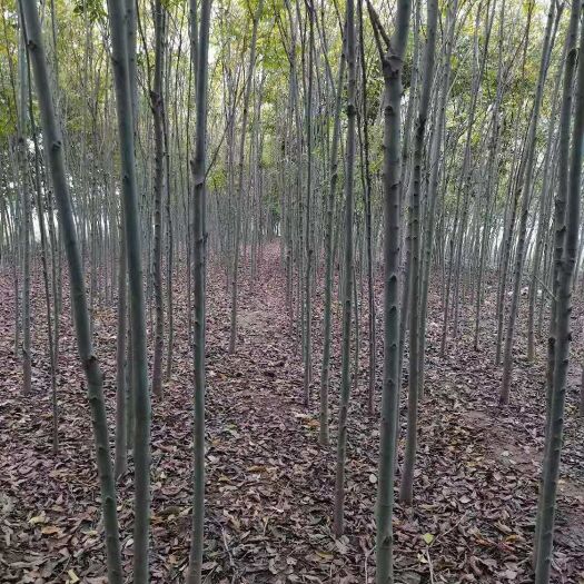 随州 自己苗3至8公分朴树，大小叶朴都有货