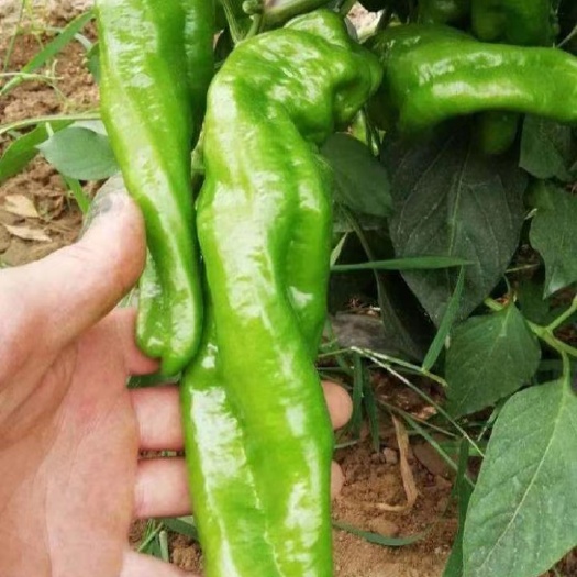 昆明螺丝椒种子，无限生长螺丝椒种子，螺丝椒种子