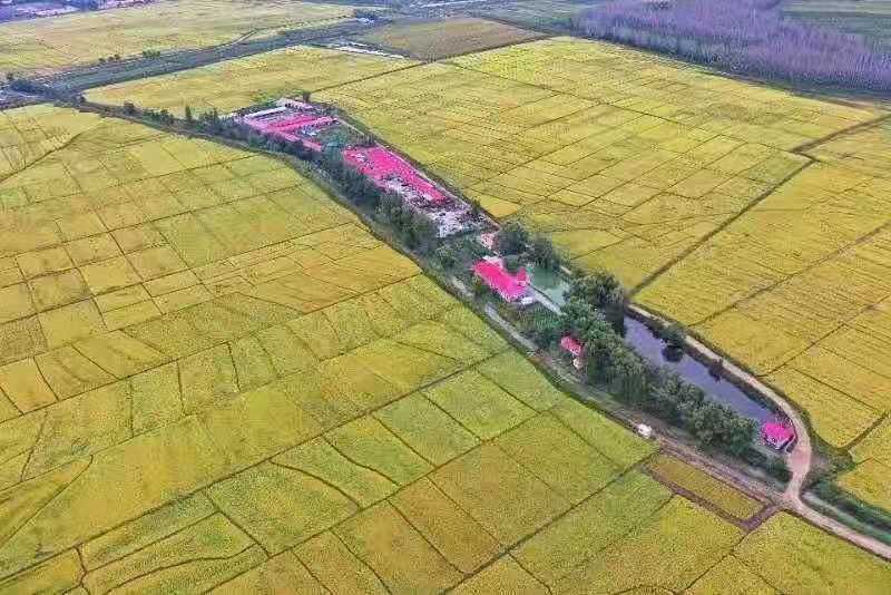 东北稻花香大米东宁五星村瑚布图河大米