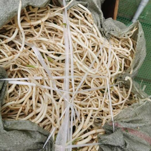 安顺鱼腥草根  贵州安顺本地折耳根，现卖现挖，欢迎各位老板到种植地看货，感谢