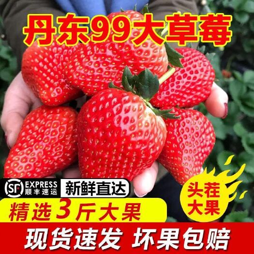 东港市丹东草莓  丹东99新鲜大草莓东港马家岗草莓批发孕妇水果一件代发顺丰包邮