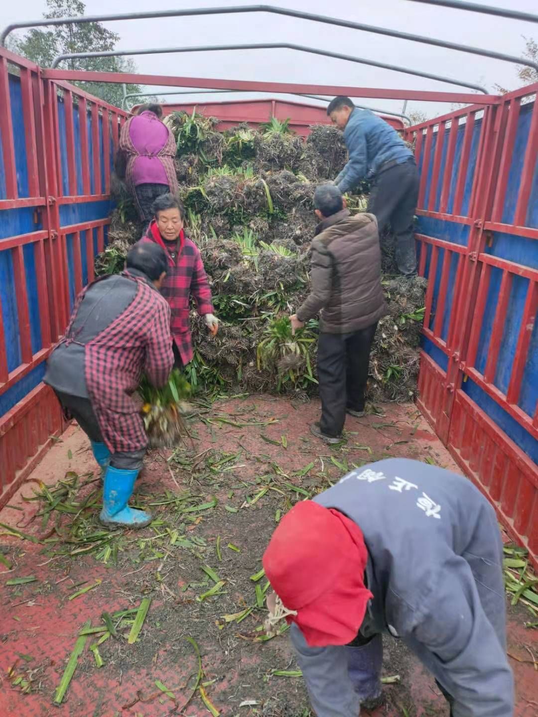  百子莲地苗基地