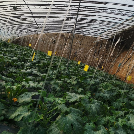 平原县绿皮西葫芦 西葫芦小镇精品西葫芦