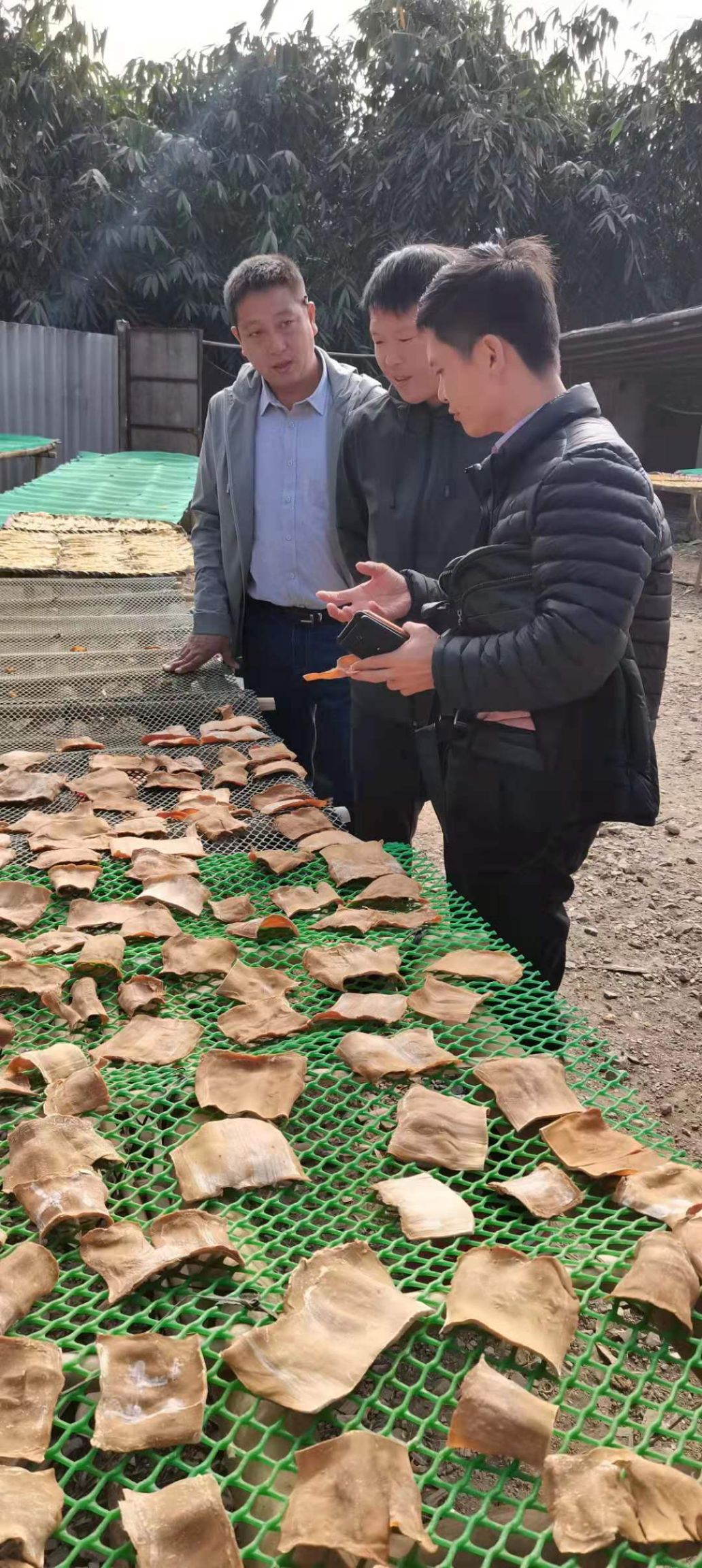 甜竹苗 麻竹苗 水果竹笋苗 甜龙竹苗产地直销 价格实惠