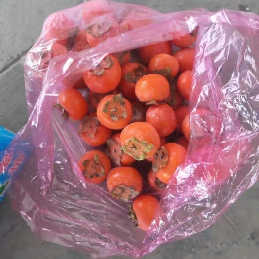 沈阳甜心柿 七月红精品甜蜜柿子
