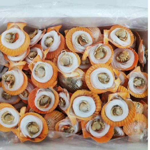 招远市黄金扇贝 黄金粉丝贝，欢迎咨询采购