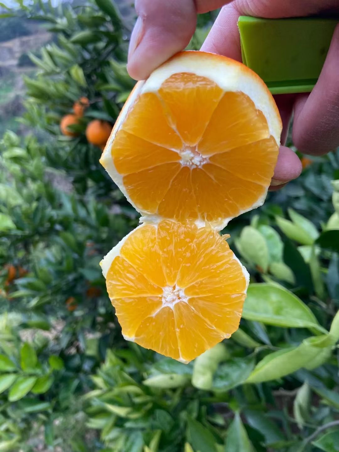 高橙永春湖洋高山芦柑