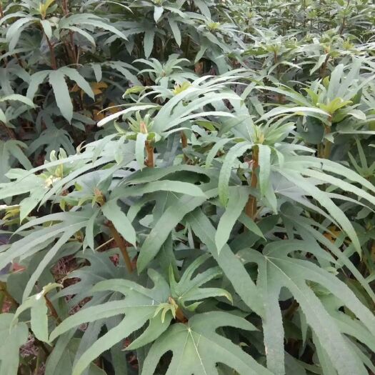 南宁五指毛桃三年龄，根部以下一颗约3斤左右，有兴趣的老板可咨询