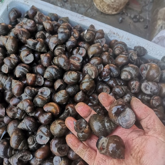 厚壳湖北田螺，产地一手货源，长年供货稳定