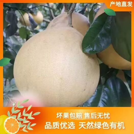  本园的琯溪蜜柚，皮薄汁多，酸甜可口，无木质现象，现货供应，