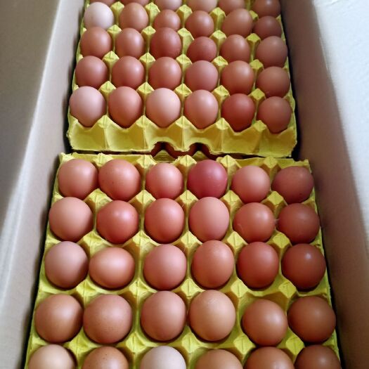 杭州普通鸡蛋 大码蛋 红壳蛋 饲料蛋