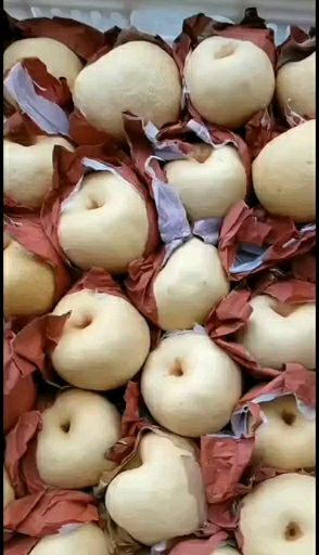 蒲城酥梨大量上市中，