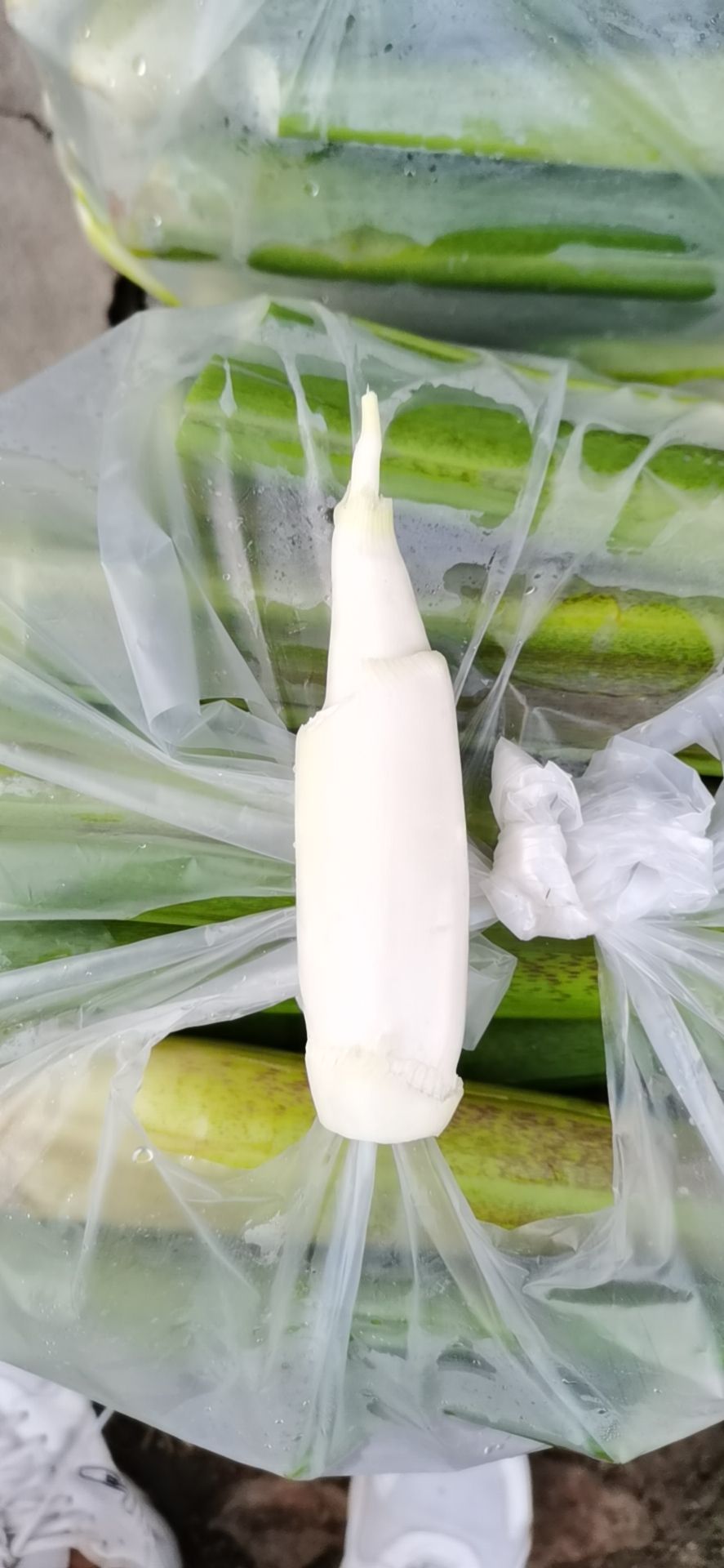 茭白种苗  特早熟双季茭白老茎苗水果茭白荣民茭白系列