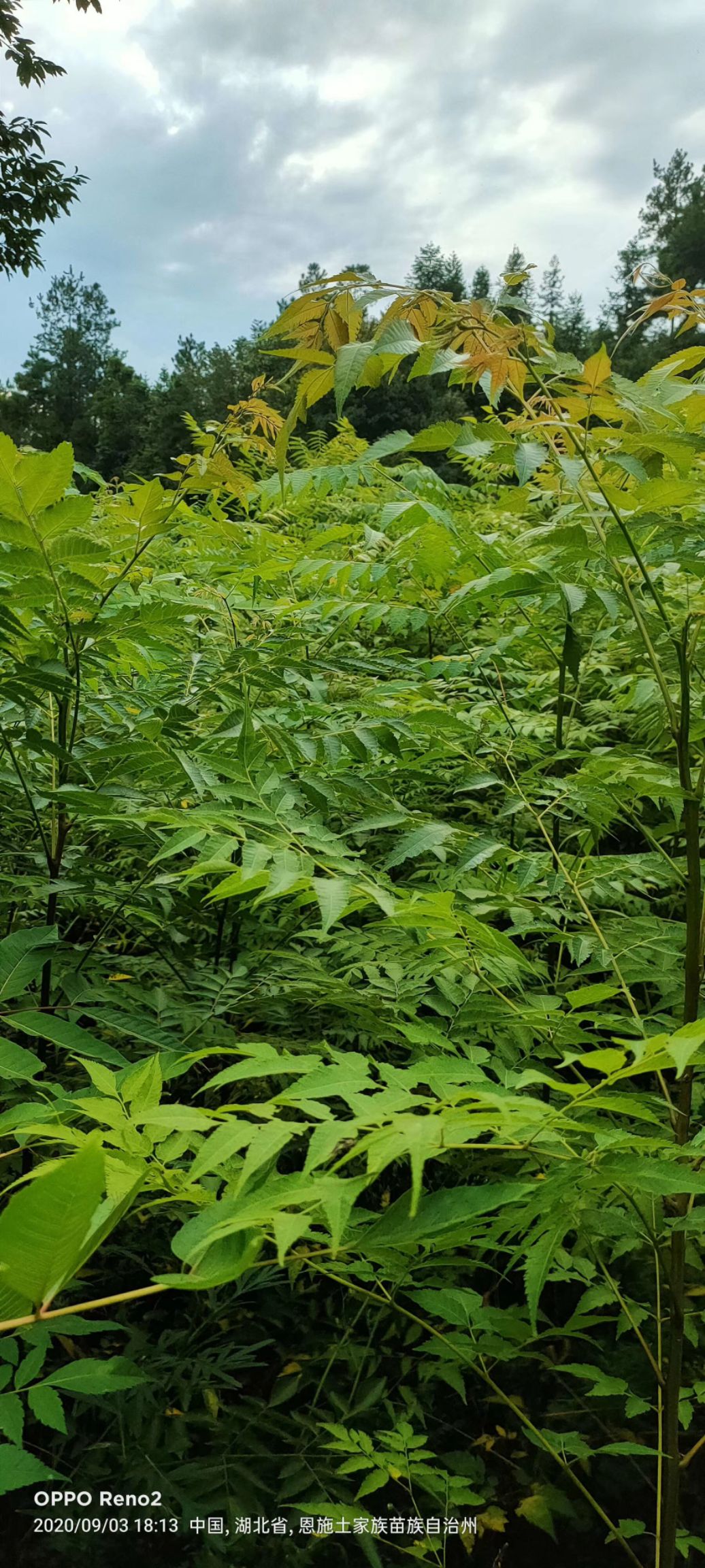 普通栾树  栾树，供应栾树苗，优惠栾树苗，造林苗