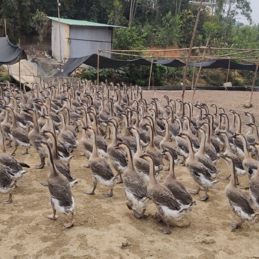 阳江 75天阳江鹅出售