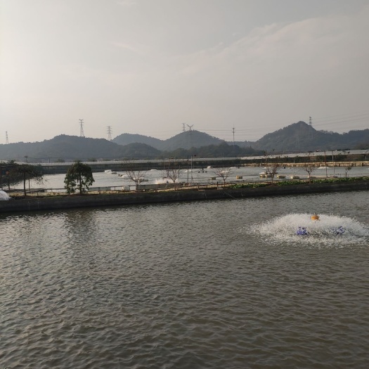 杭州淡水鲈鱼 1.5-2.5公斤 