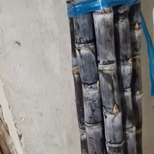宣城黑皮甘蔗 出售一千根甘蔗，又甜又脆的黄山甘蔗