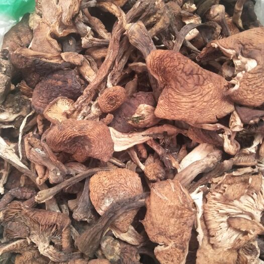 桦甸市东北榛蘑，人工采摘自然晾晒，好营养好健康