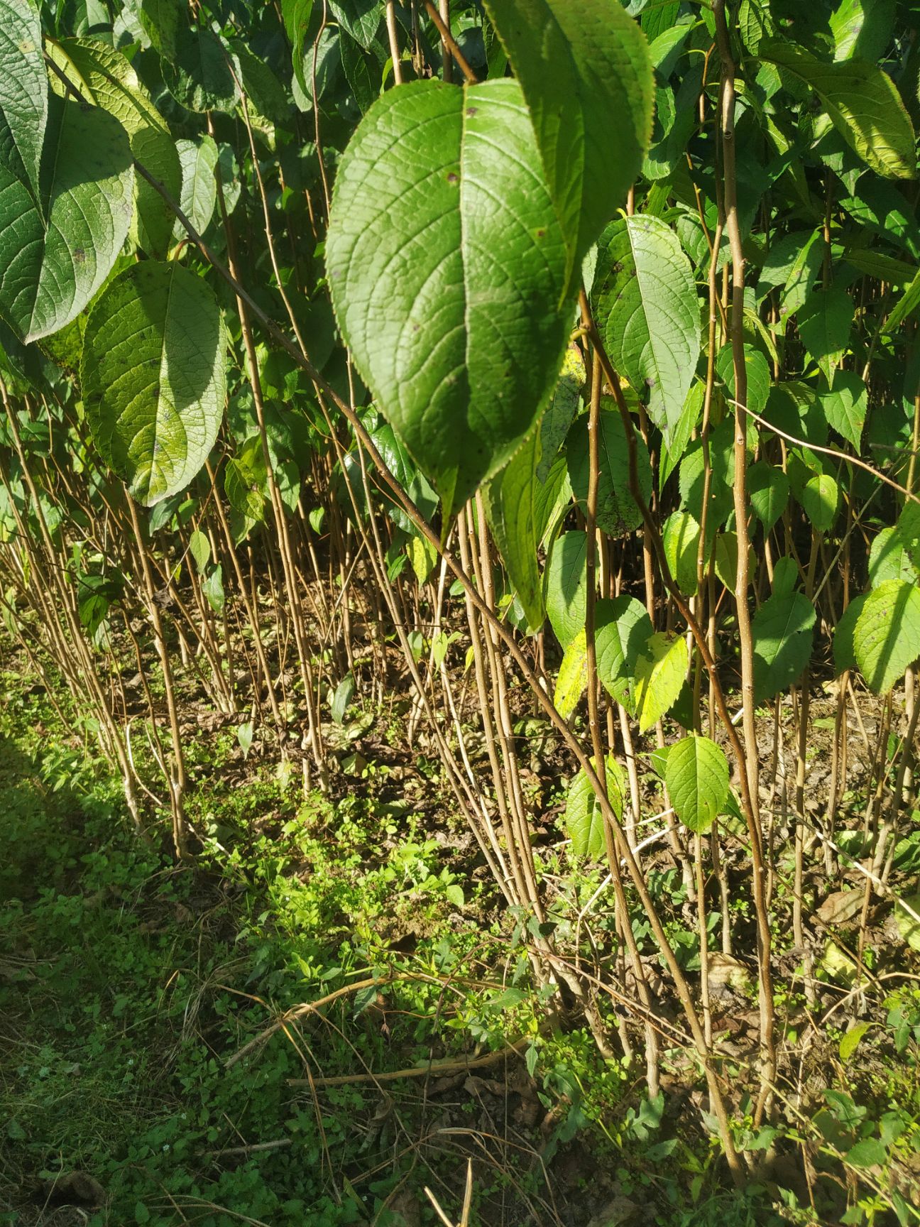 毛葉山桐子苗  毛葉山桐子