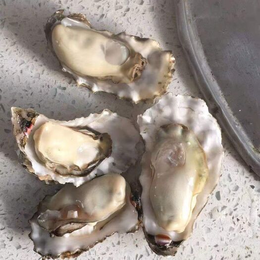连云港生蚝 海水 3-4两/只 鲜活水产 