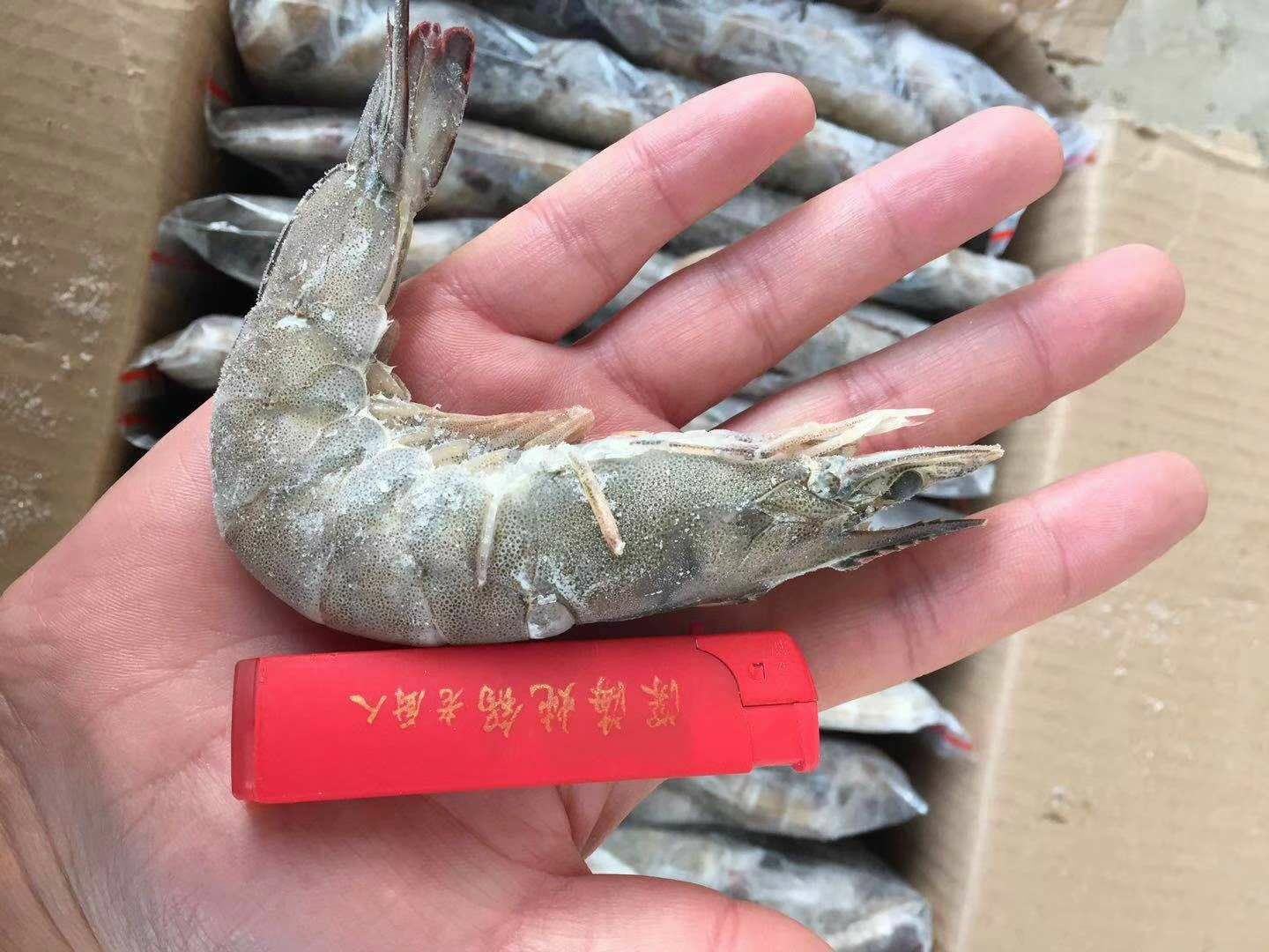 连云港中国对虾  国产气冻对虾 冷冻对虾