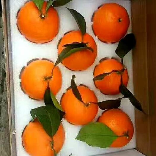 象山县爱媛橙 特级果 