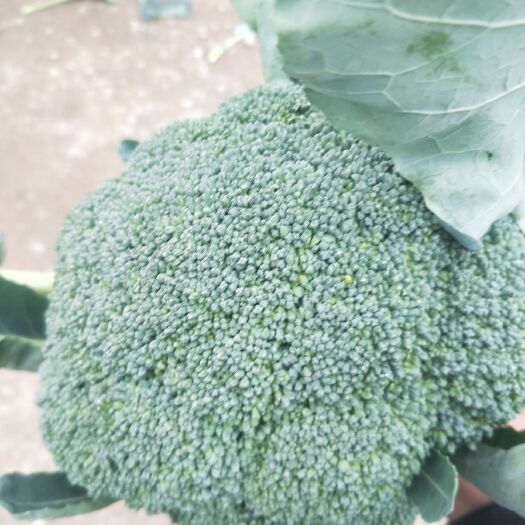 慈溪市西兰花 西蓝花基地直供大量有货