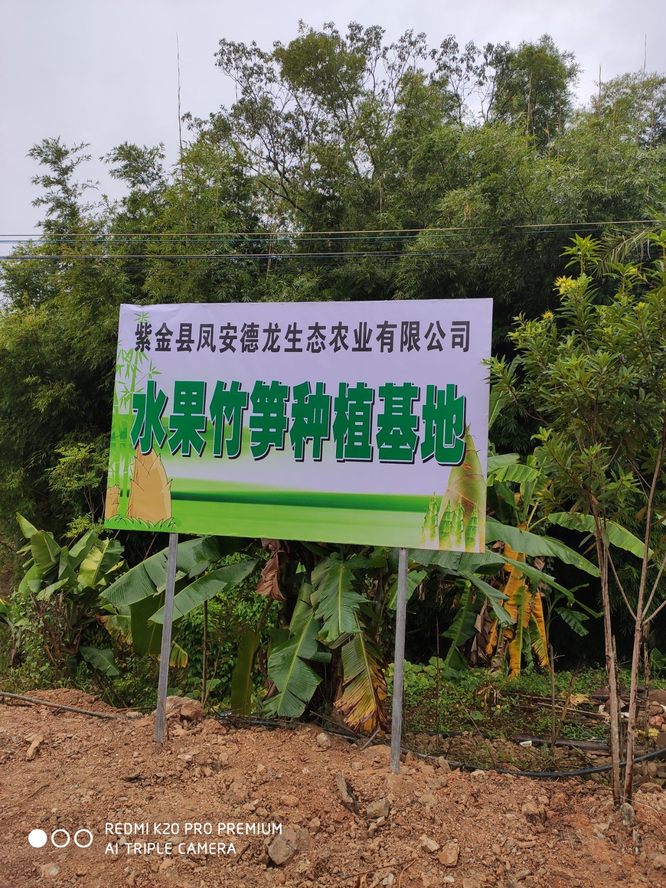 甜竹苗 麻竹苗 水果竹笋苗 甜龙竹苗产地直销 价格实惠