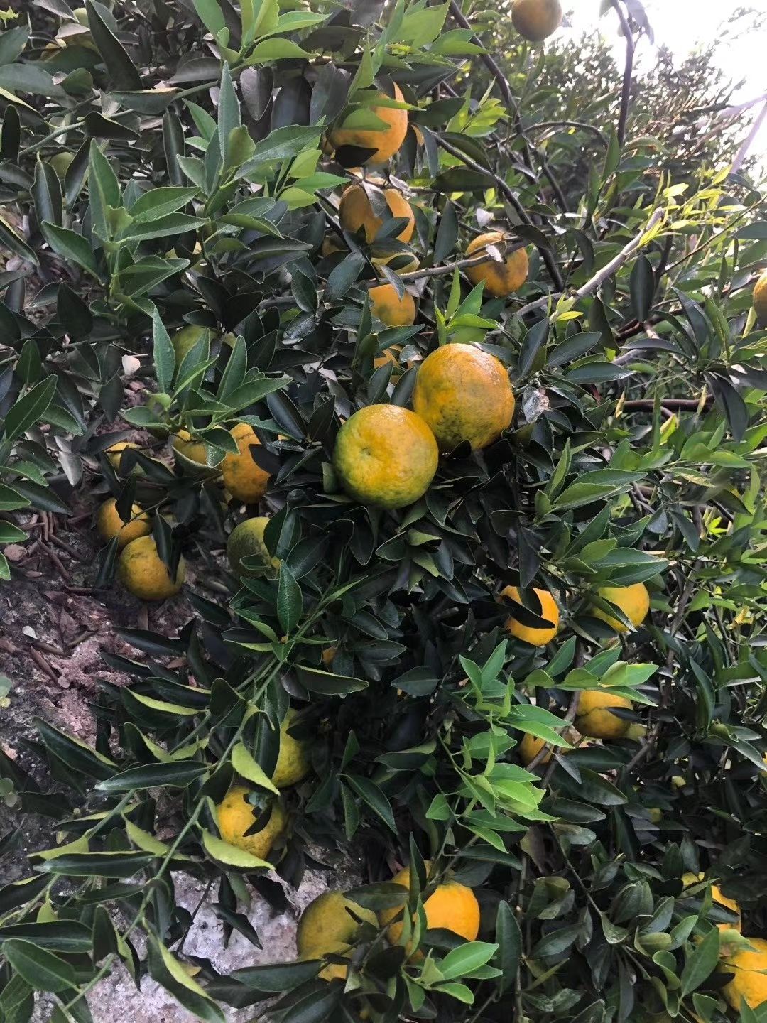 新会陈皮 只卖新会本地陈皮