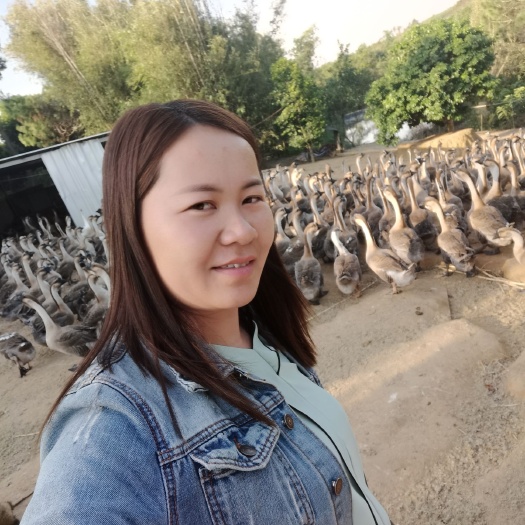 合浦县鹅种蛋  鹅蛋