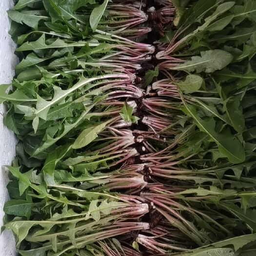 汪清县蒲公英菜 