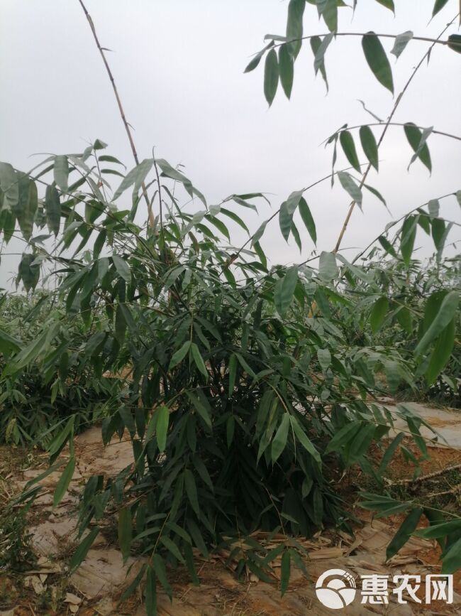 麻竹  大量笋竹秧苗 兜头苗 大头竹苗 又名甜竹笋 亩产3吨