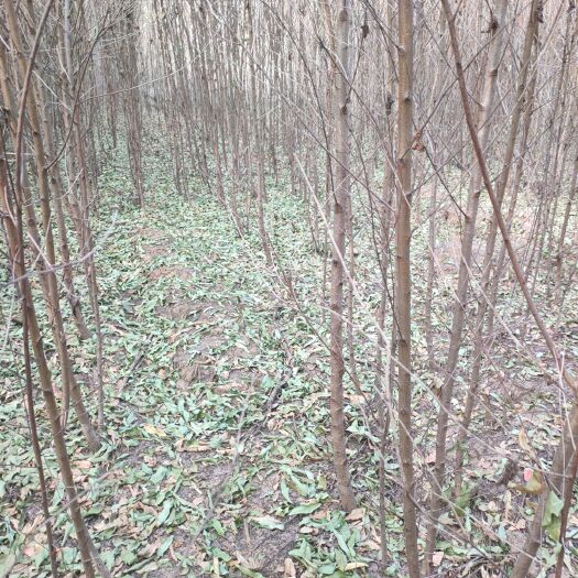 鲁山县毛桃苗  占地桃树，毛桃实生苗，桃树苗