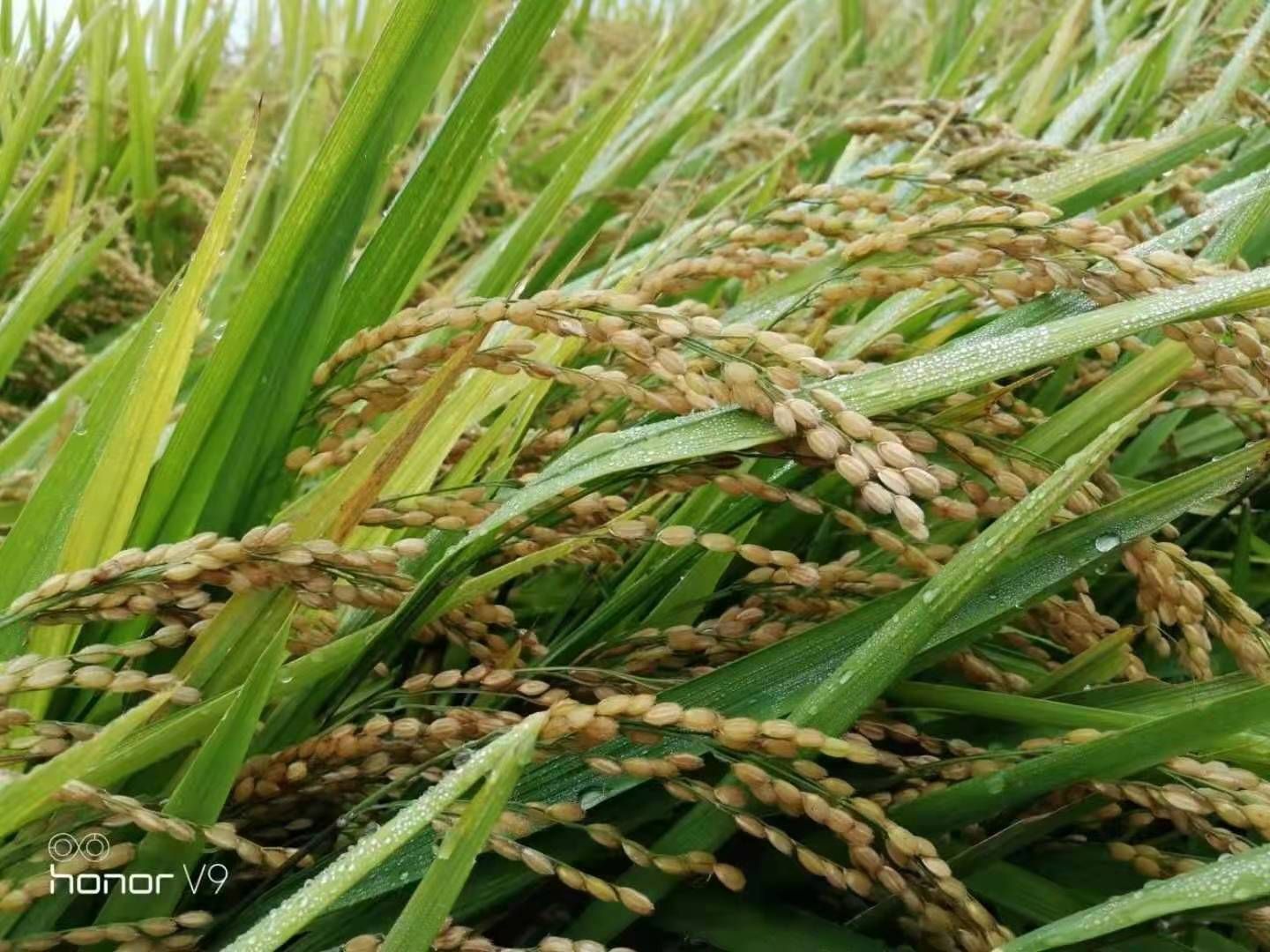 东北稻花香大米东宁五星村瑚布图河大米