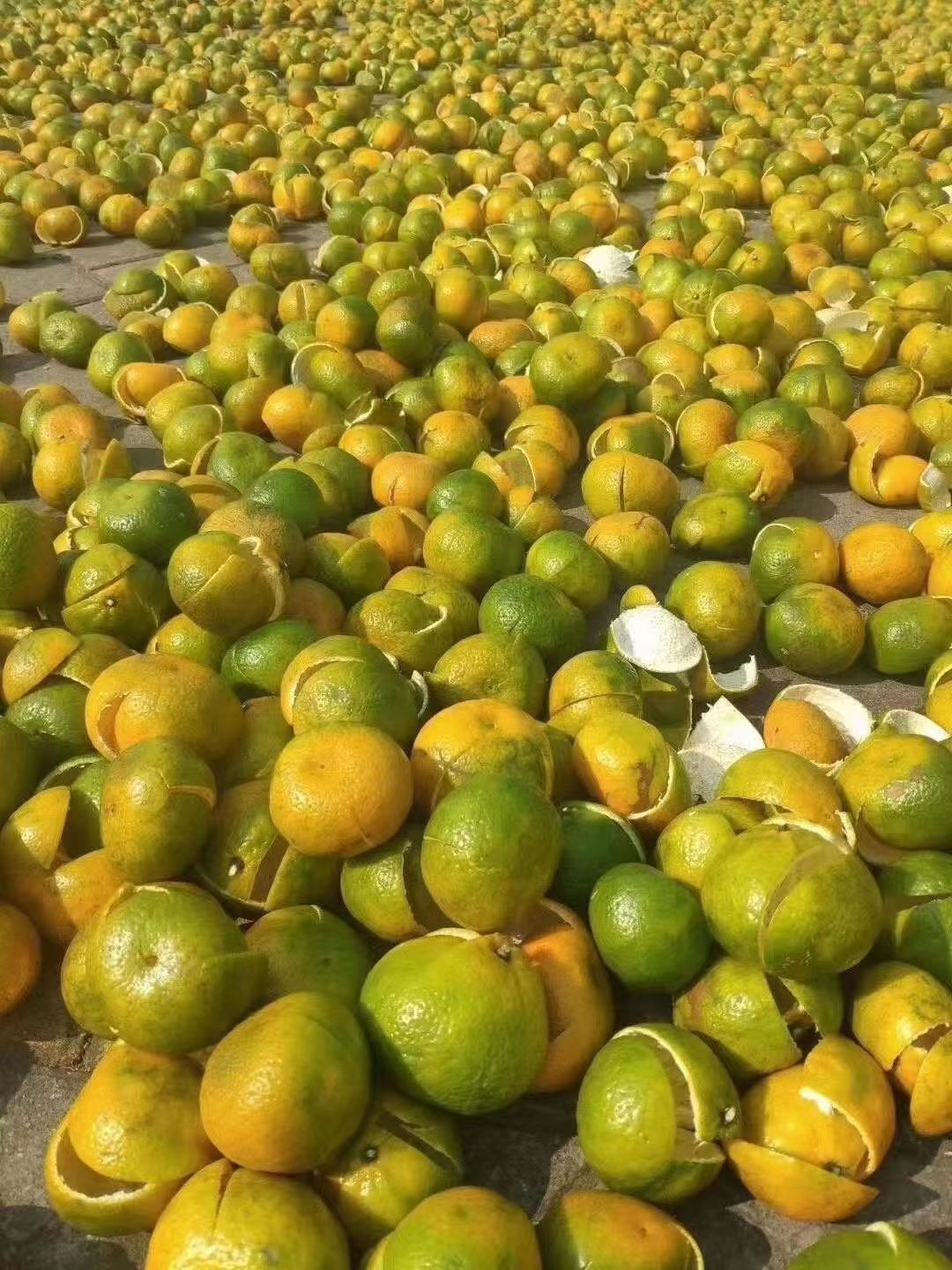 新会陈皮 只卖新会本地陈皮