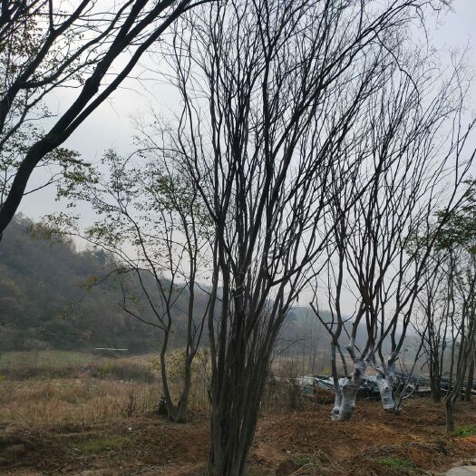 随州小叶朴 丛生朴树，树形优美，单杆丛生均有，看上的朋友联系我